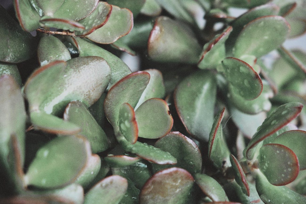 green cactus leaves