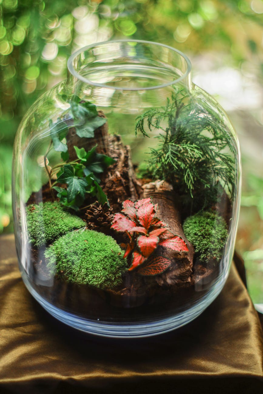 clear glass terrarium jar with mossy plants