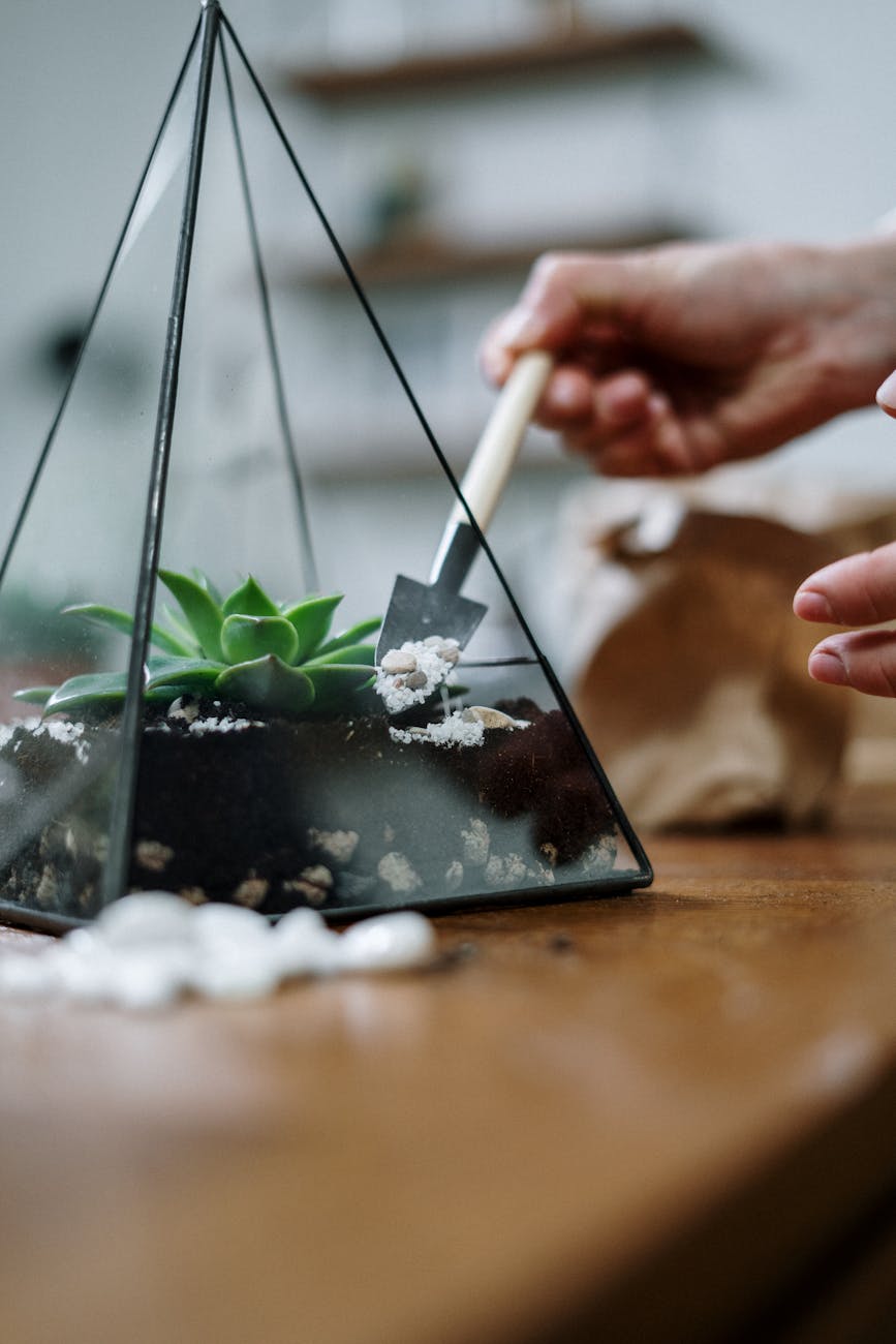 person holding chopsticks on black plastic container. building a terrarium