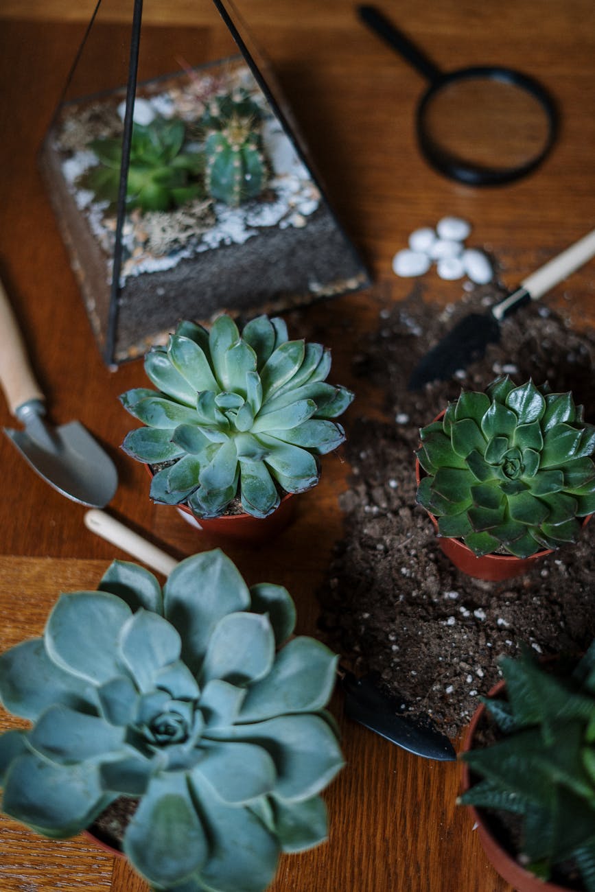 green succulent plant on brown wooden table