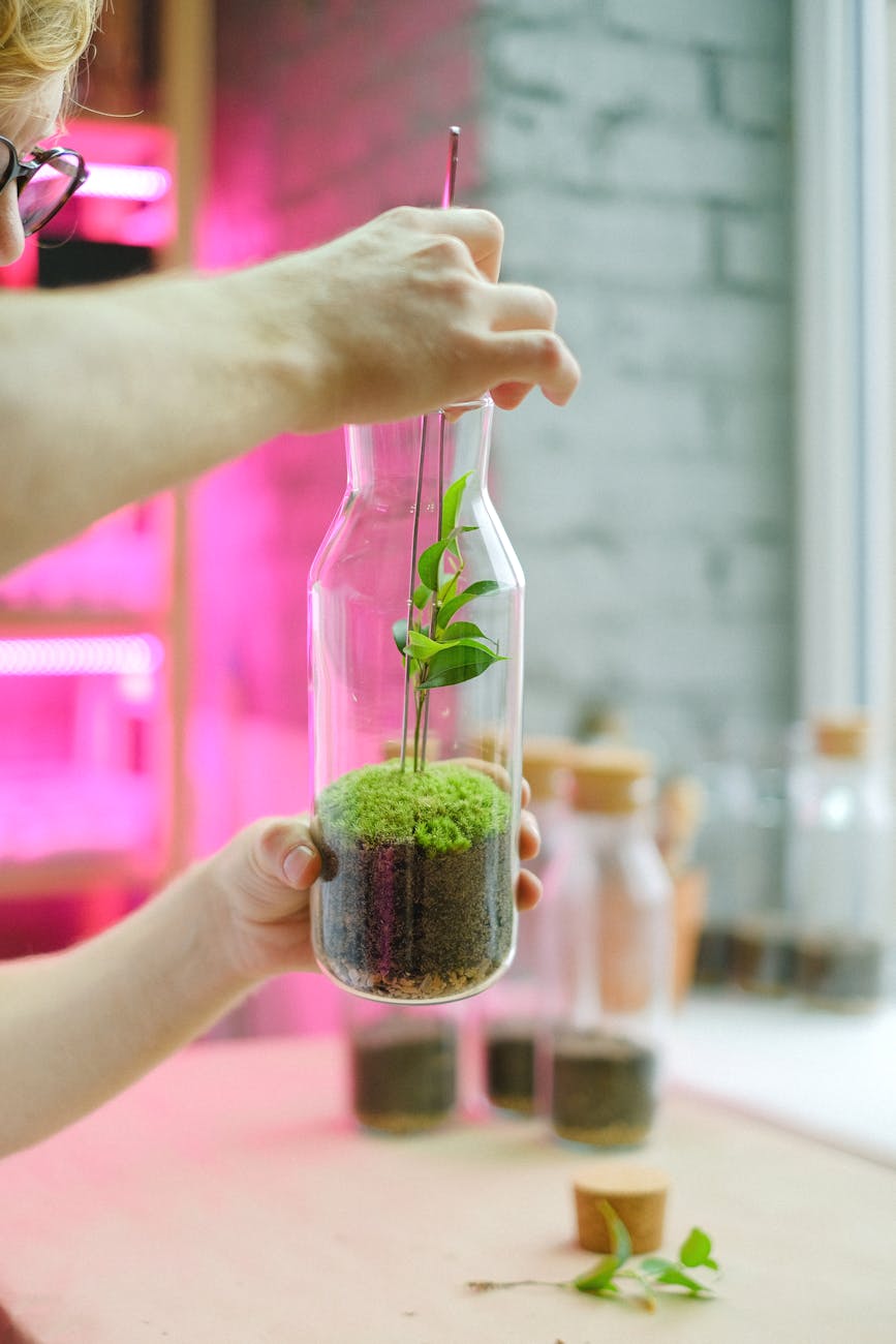 person holding green plant in clear glass vase. building a terrarium