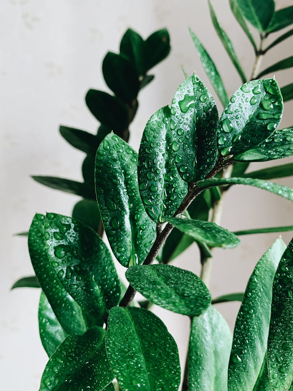 green leaves of a plant