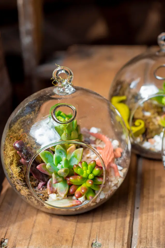 succulent terrariums