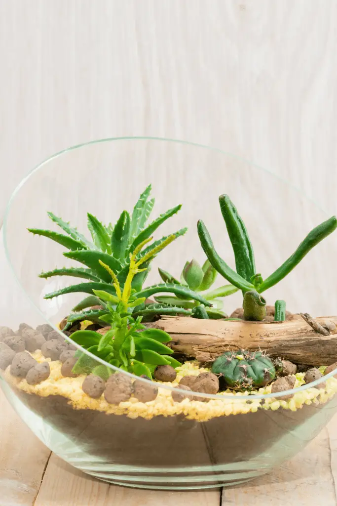 succulent terrariums