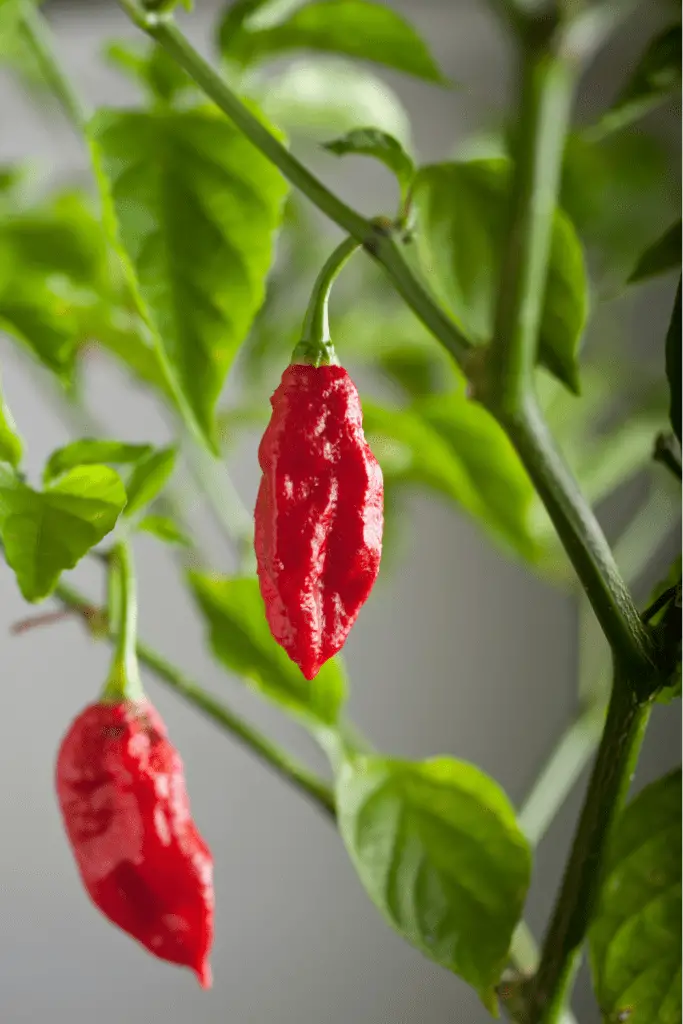 when to pick ghost peppers