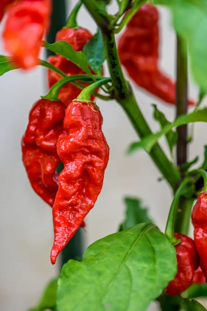 when to pick ghost peppers