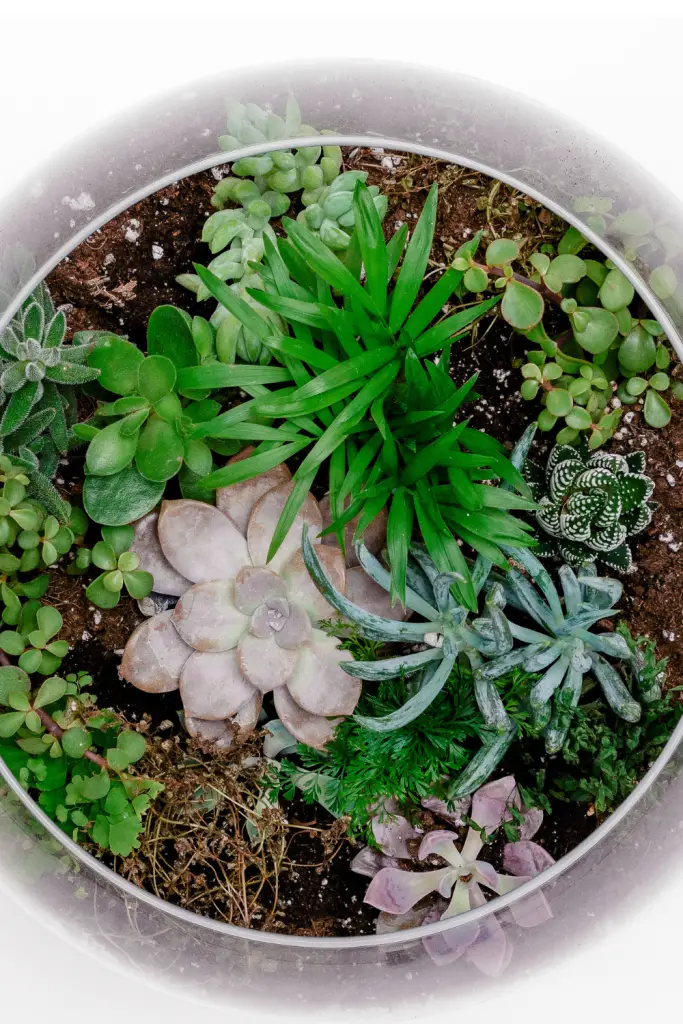succulent terrariums