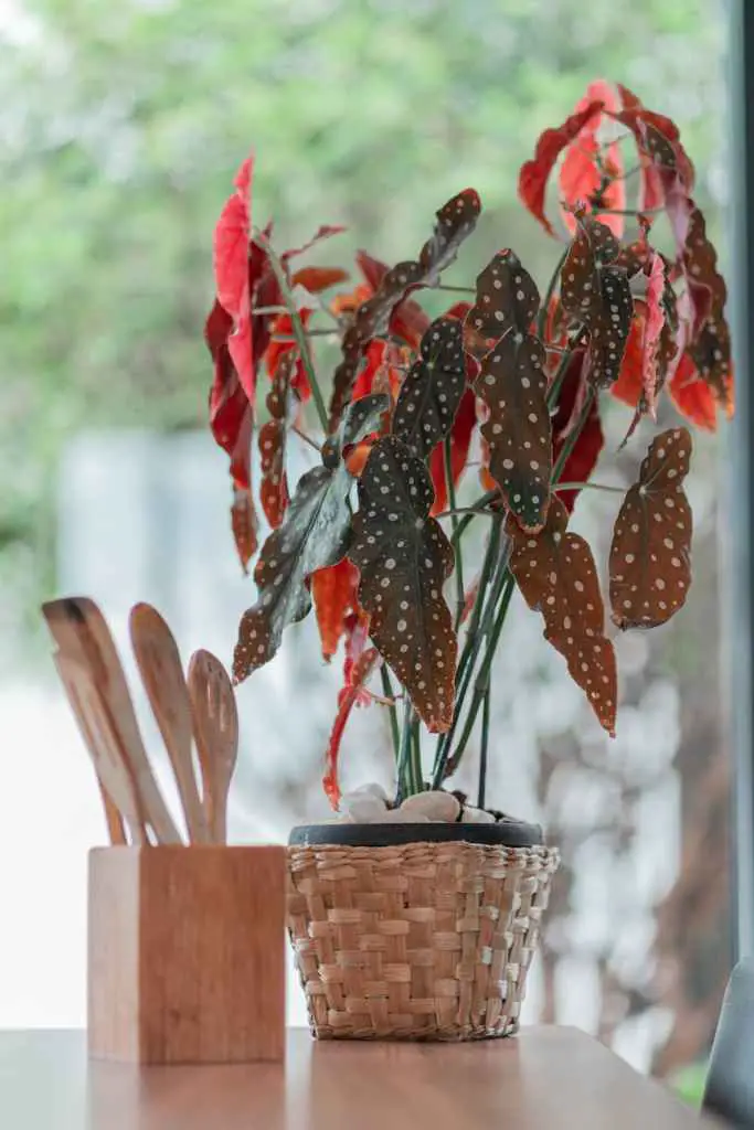 decorative plant and wooden kitchen utensils on table