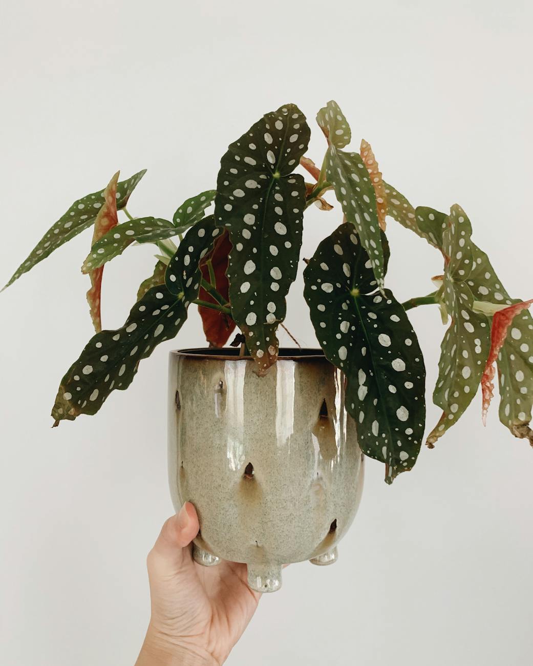 begonia maculata houseplant