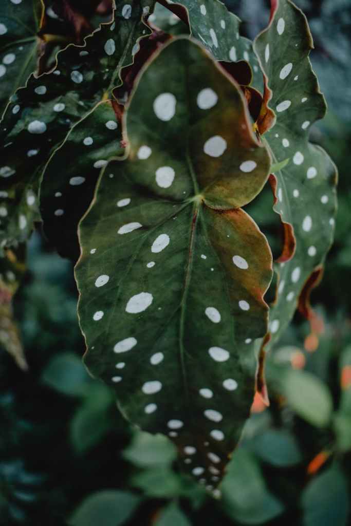 green leaves with dots