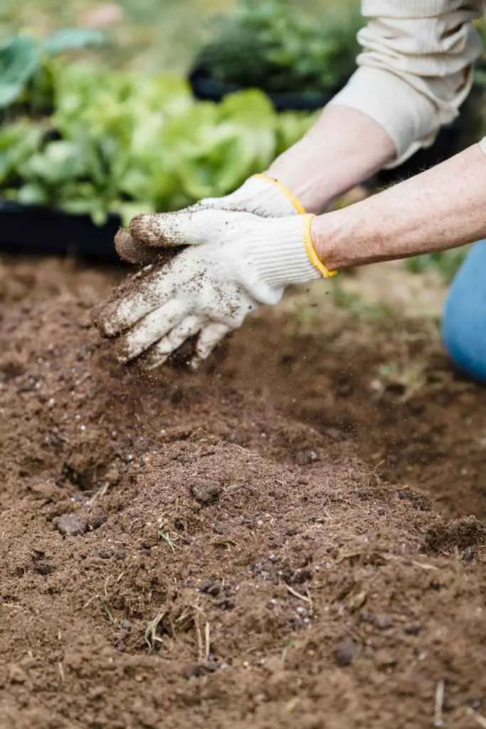 close up of a person gardening. Soil for planting