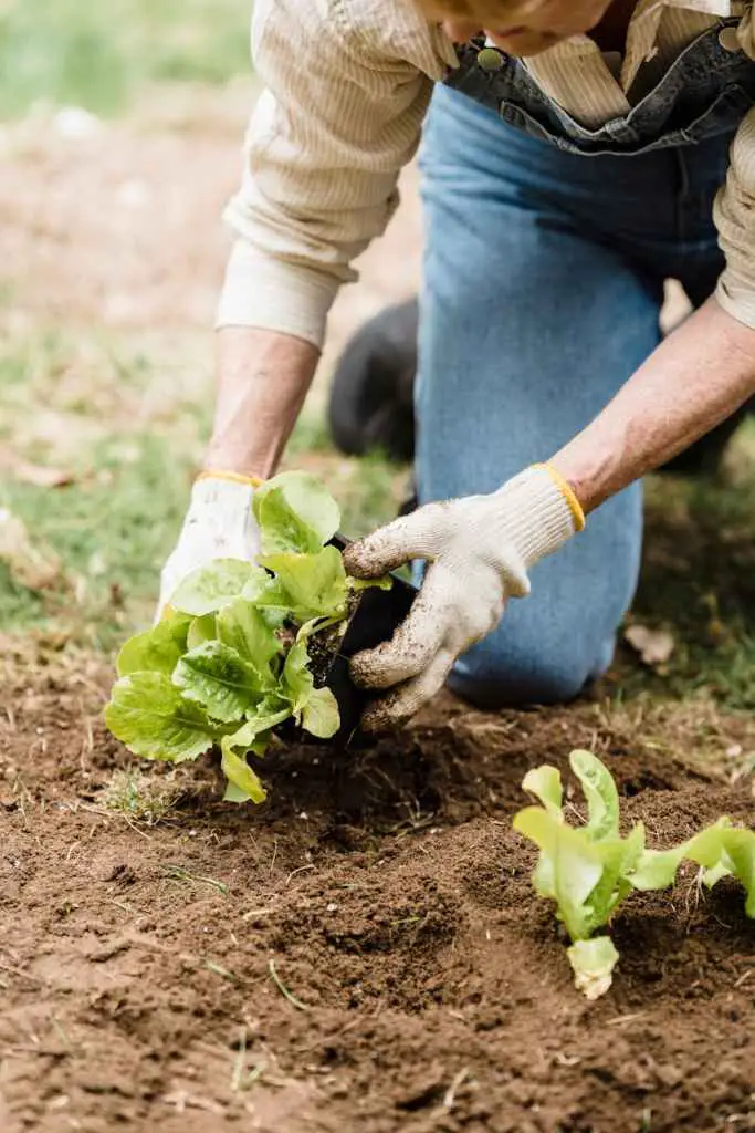 close up shot of a person gardening. Soil for planting