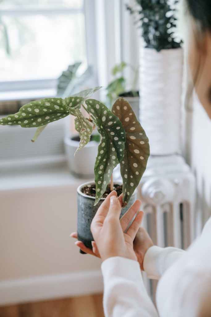 close up shot of person holding green plant