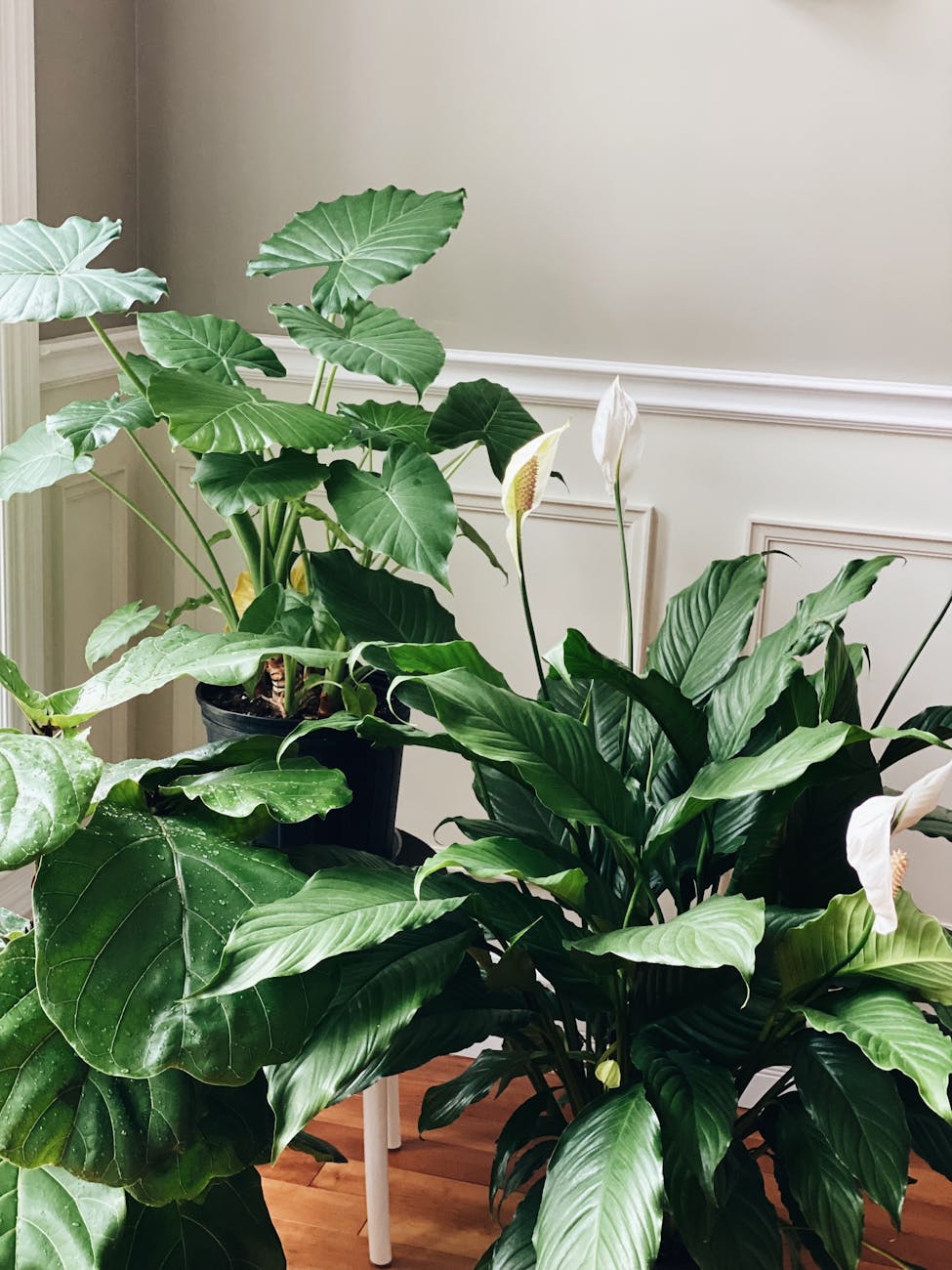 peace lilies house plants with green leaves