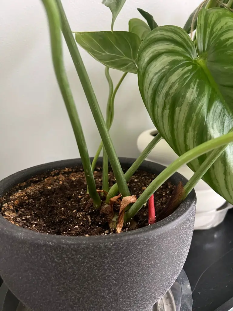 Philodendron gloriosum plant in pot