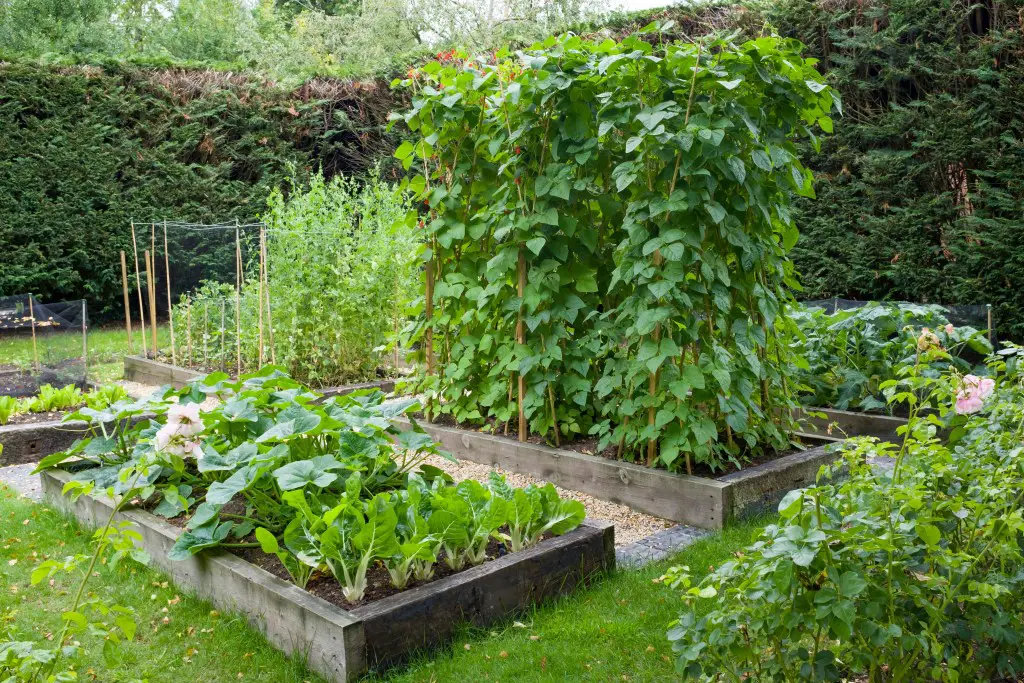 Raised bed garden