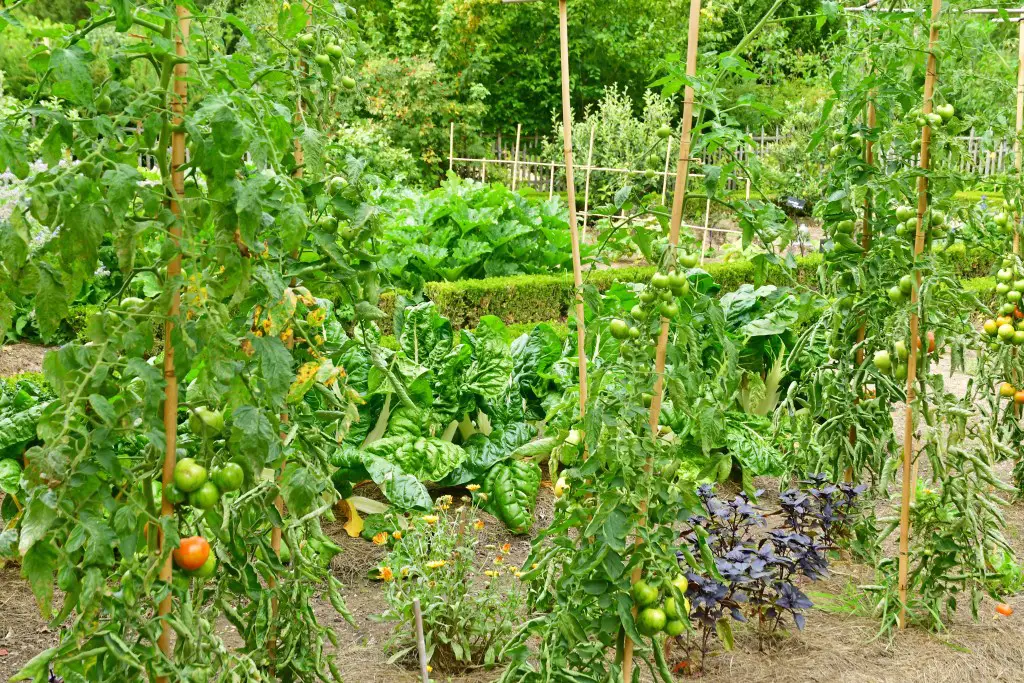 Self sufficient Garden