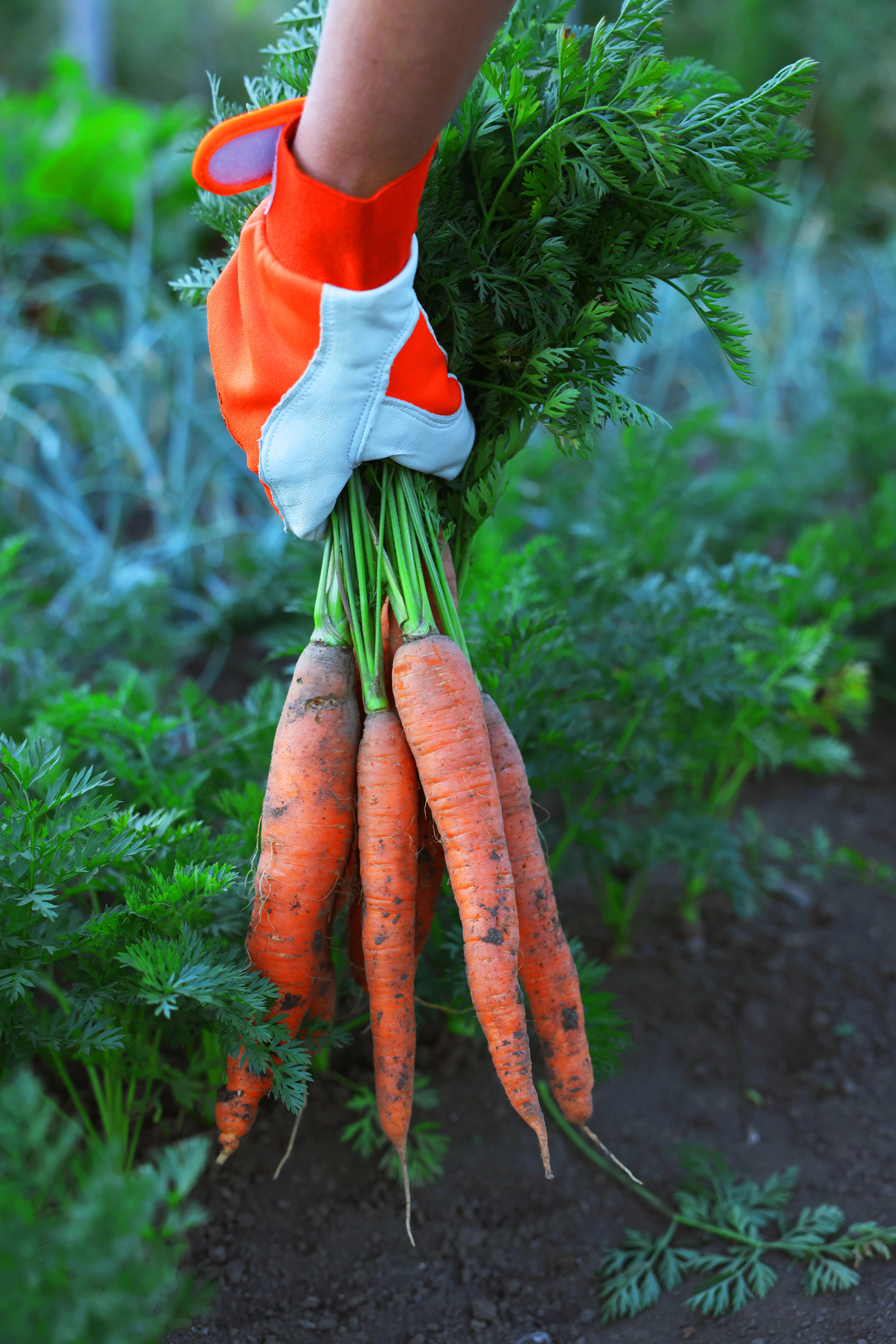 Self Sufficient Gardening