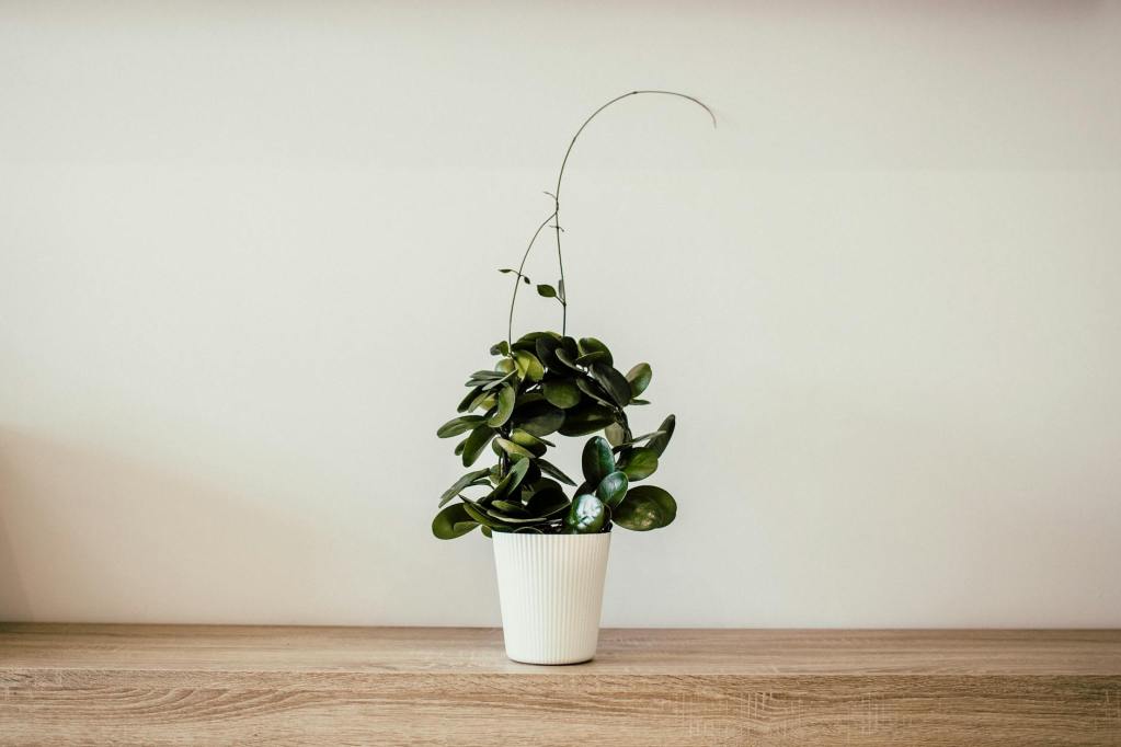 Stop Overfeeding Your Plants: The Truth About Fertilizing Houseplants