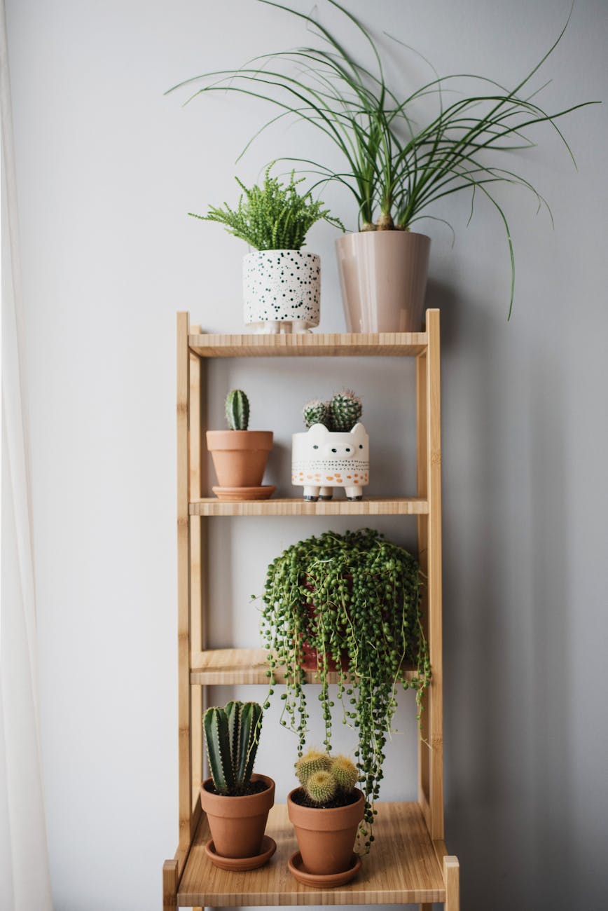 green plants on brown wooden shelf