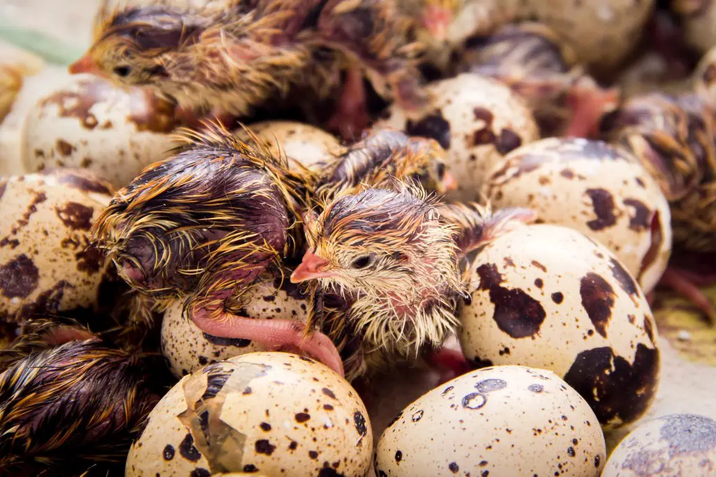 Hatching Quail Eggs Successfully: A Beginner’s Guide