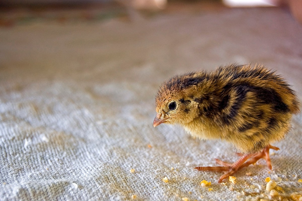 Image showcasing Hatching Quail Eggs Successfully: A Beginner’s Guide