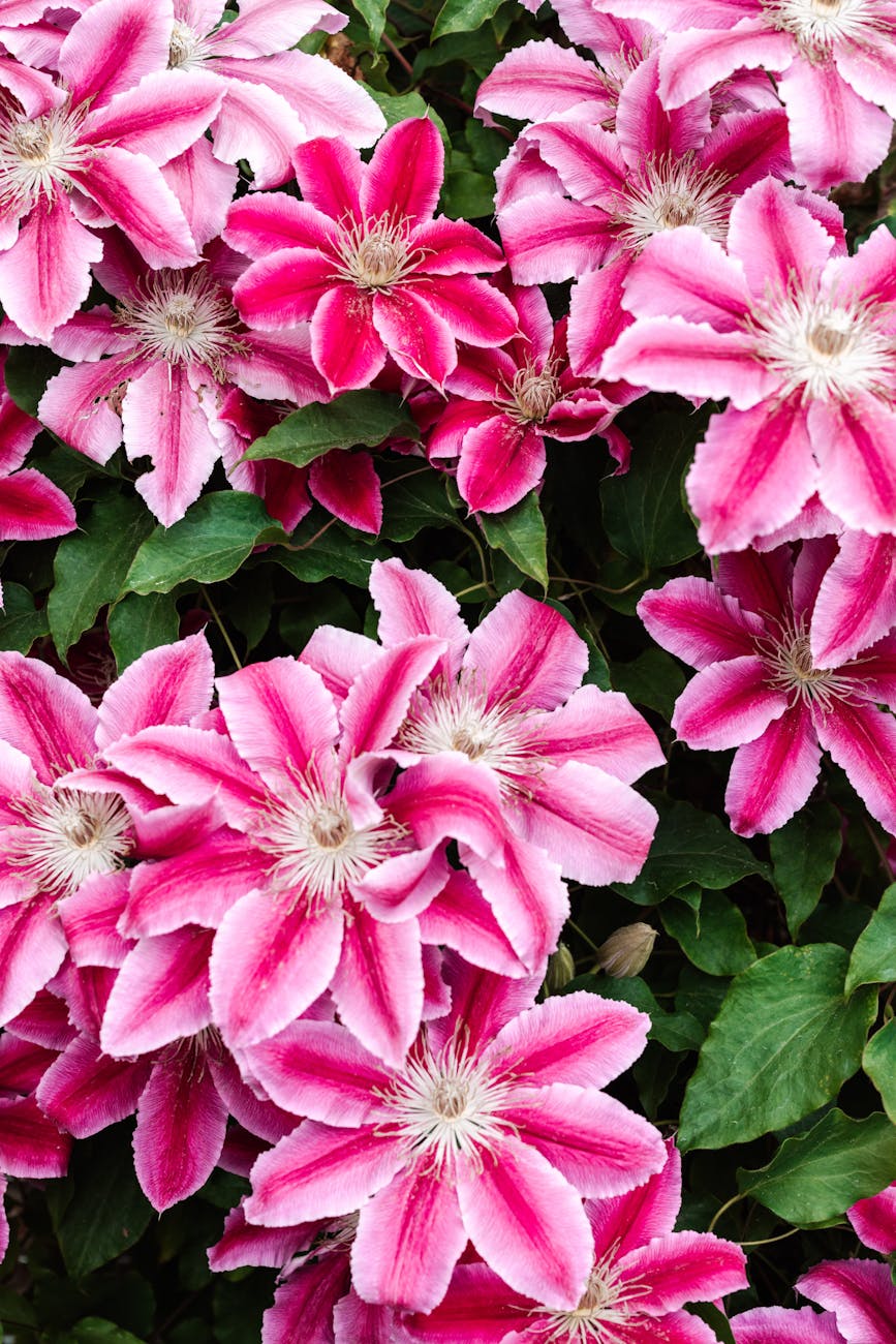 close up of pink flowers