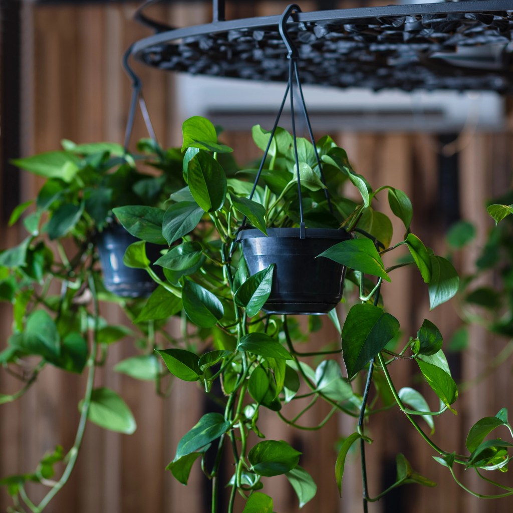 indoor hanging houseplants