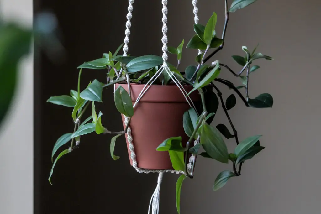 Indoor Hanging Plants