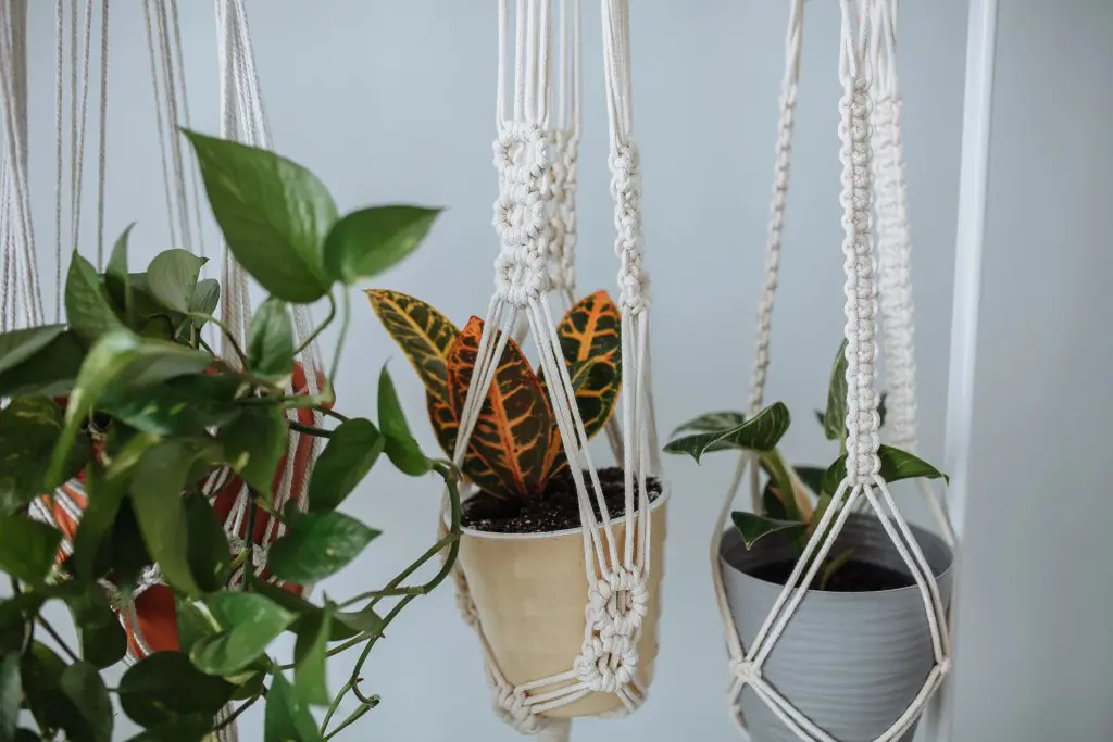 Indoor hanging Houseplants