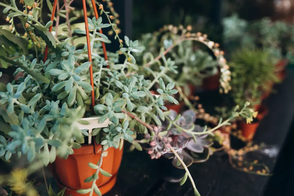 indoor hanging houseplants