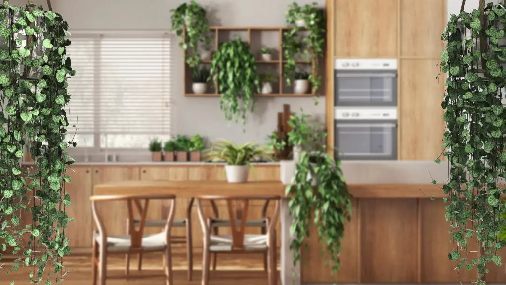 indoor hanging houseplants