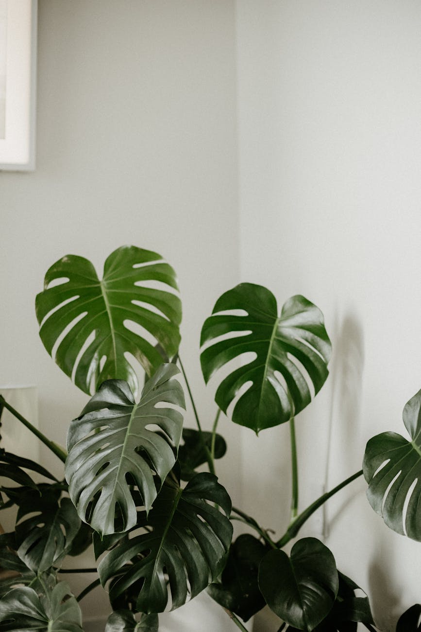 green plant near white wall