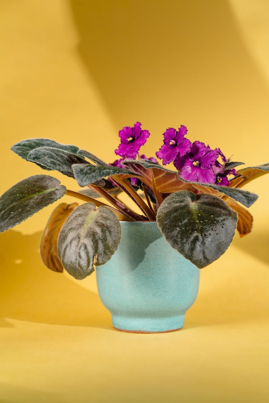 flowering plant in a plant