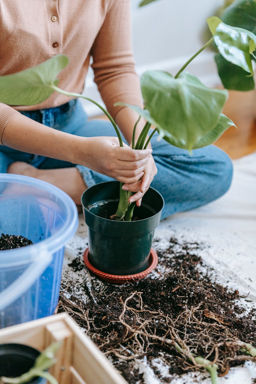 woman planting seedling in soil in apartment