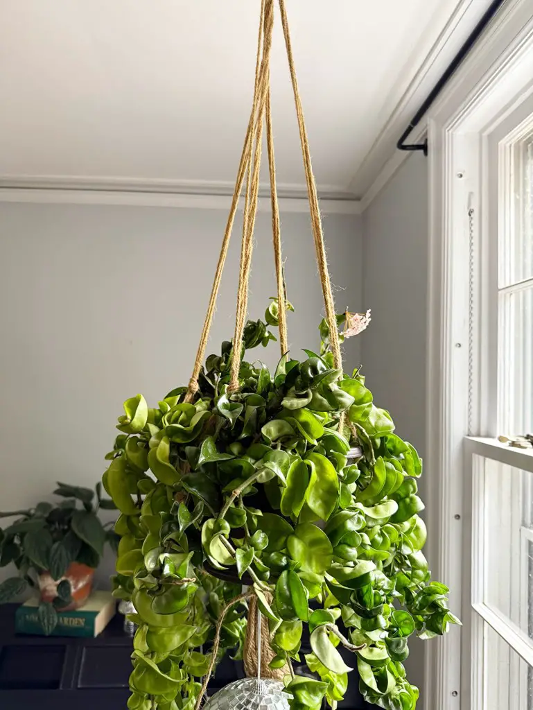 Indoor Hanging Plants