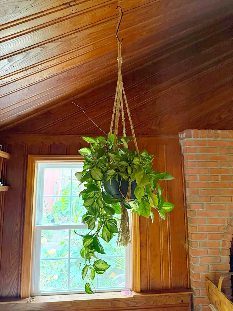 Hanging Indoor Houseplants
