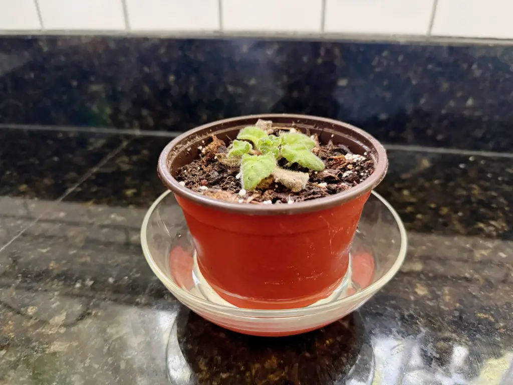 African Violet Plant