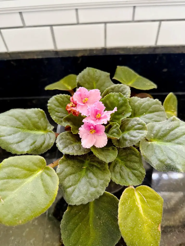 African Violet Plant In Bloom