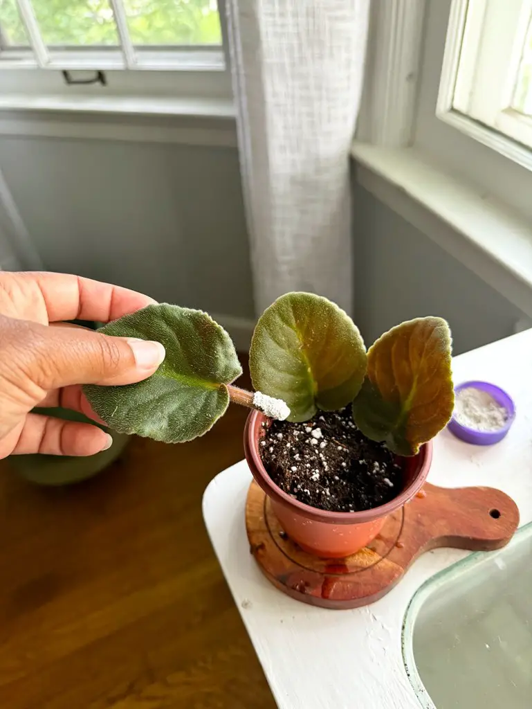 African Violet Propagation
