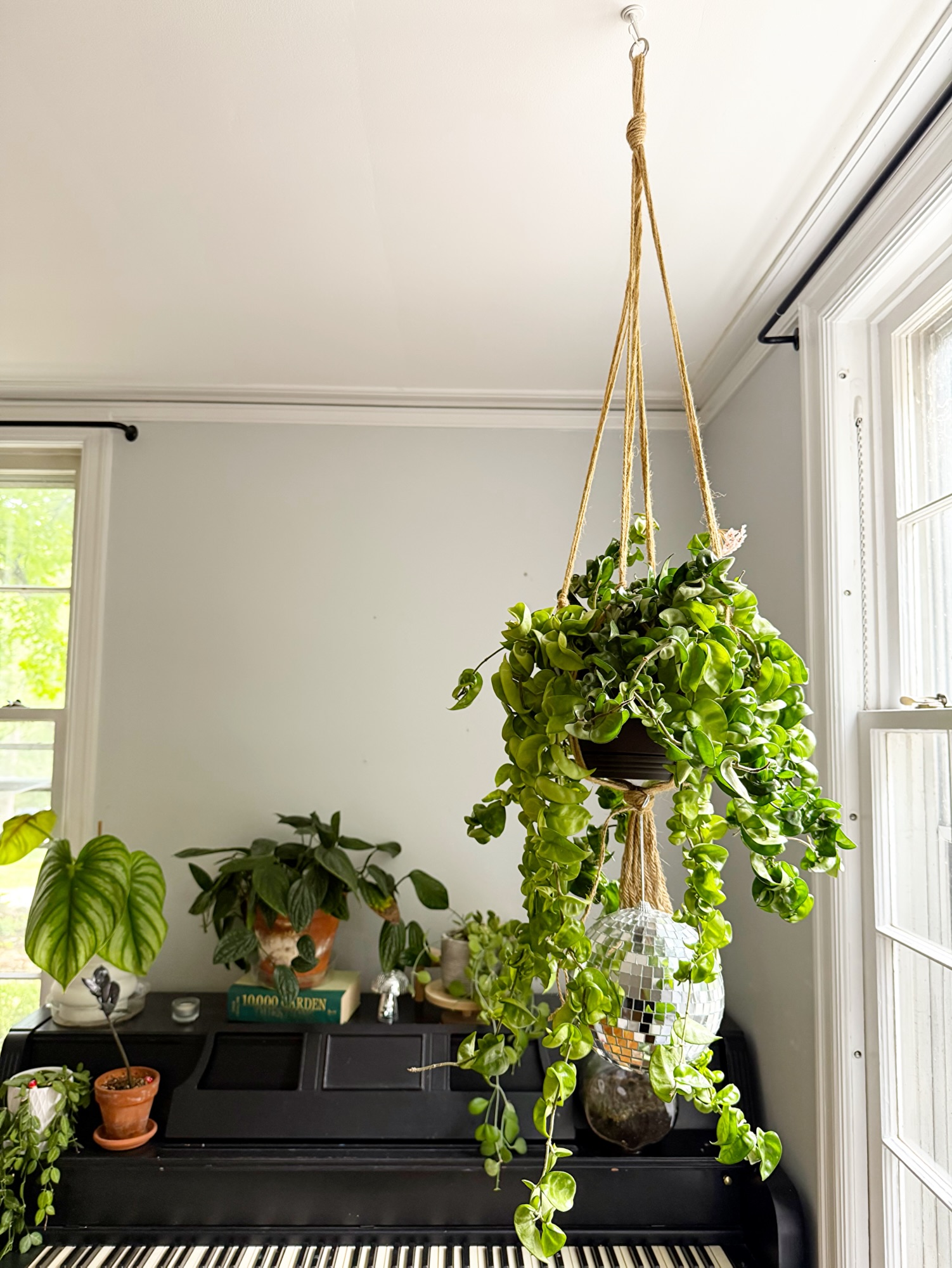 Indoor Hanging Plants