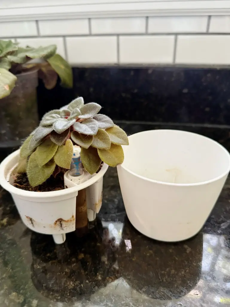 African Violet Plant in Self watering pot