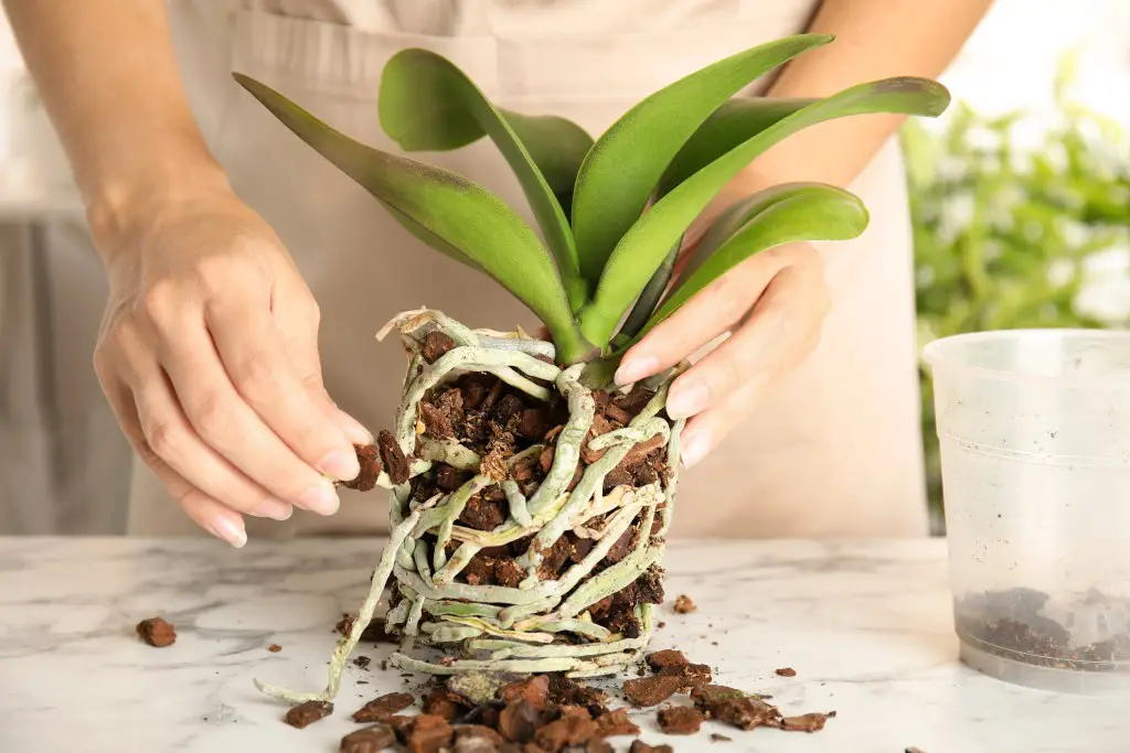 Orchid Plant Care