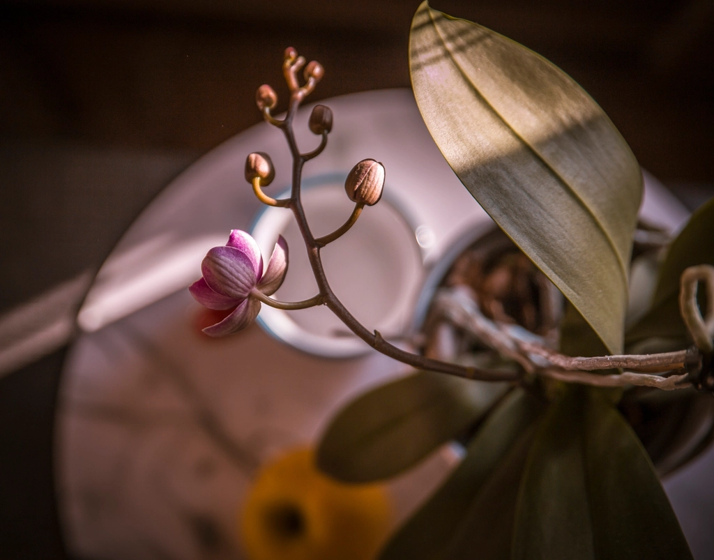 Free pink orchid image