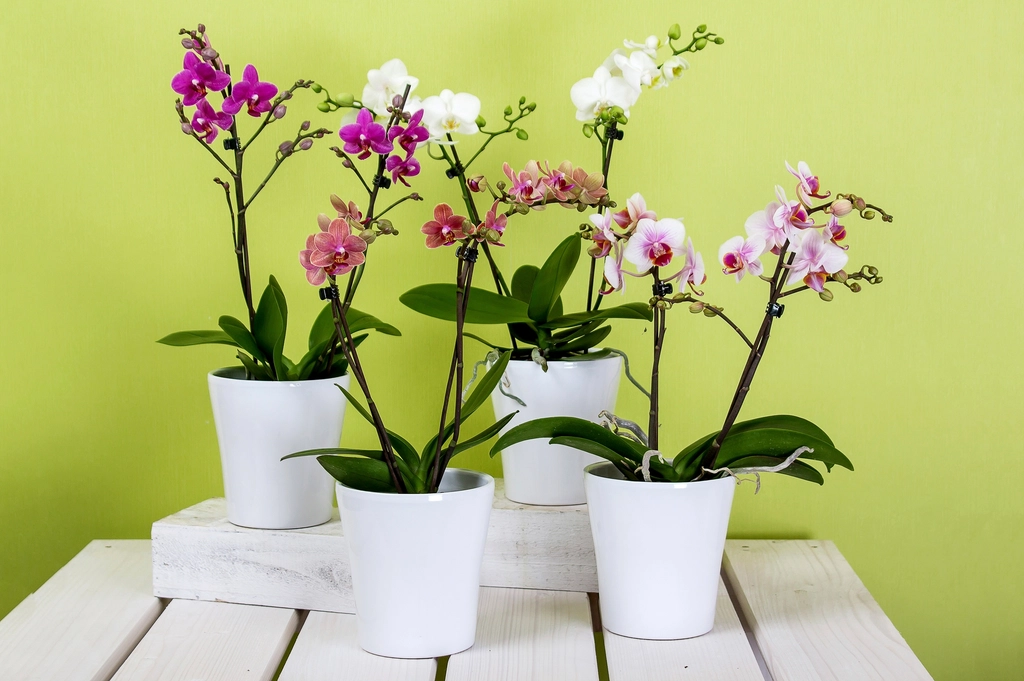 Free orchids image