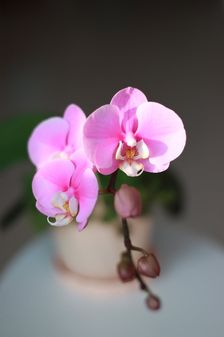 close up photo of pink orchids