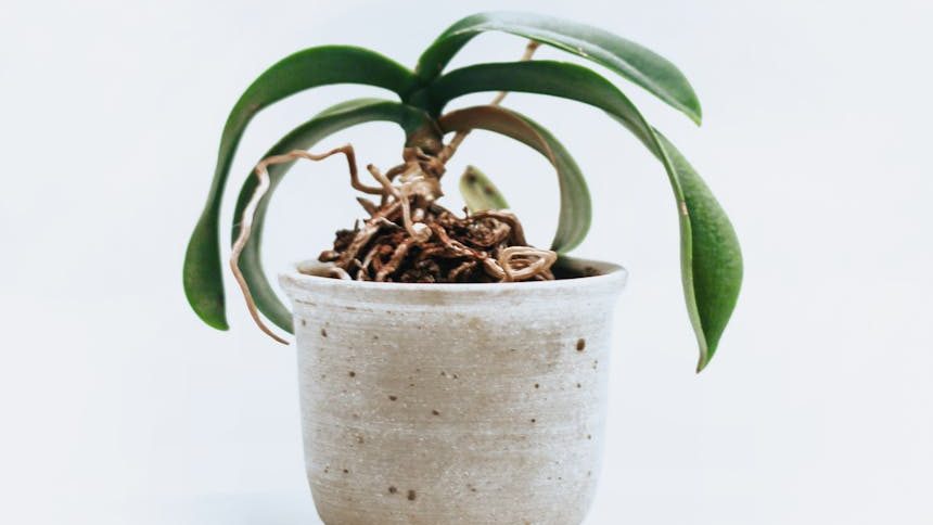 green leafed orchid plant on pot