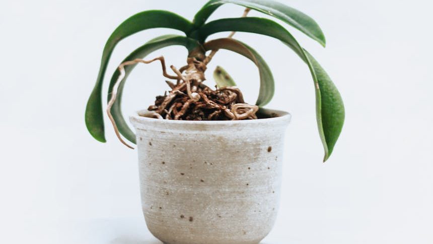 green leafed orchid plant on pot