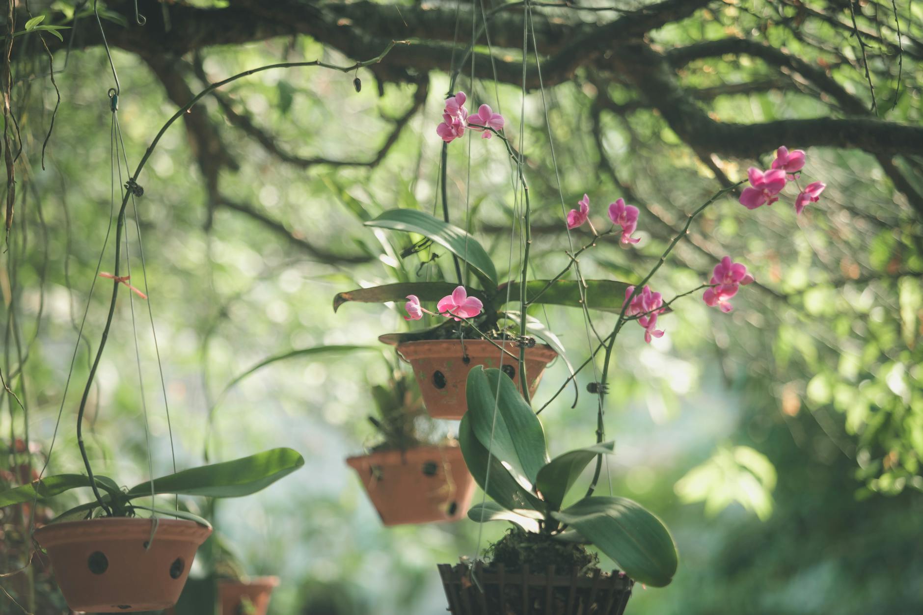hanged pink petaled flowers