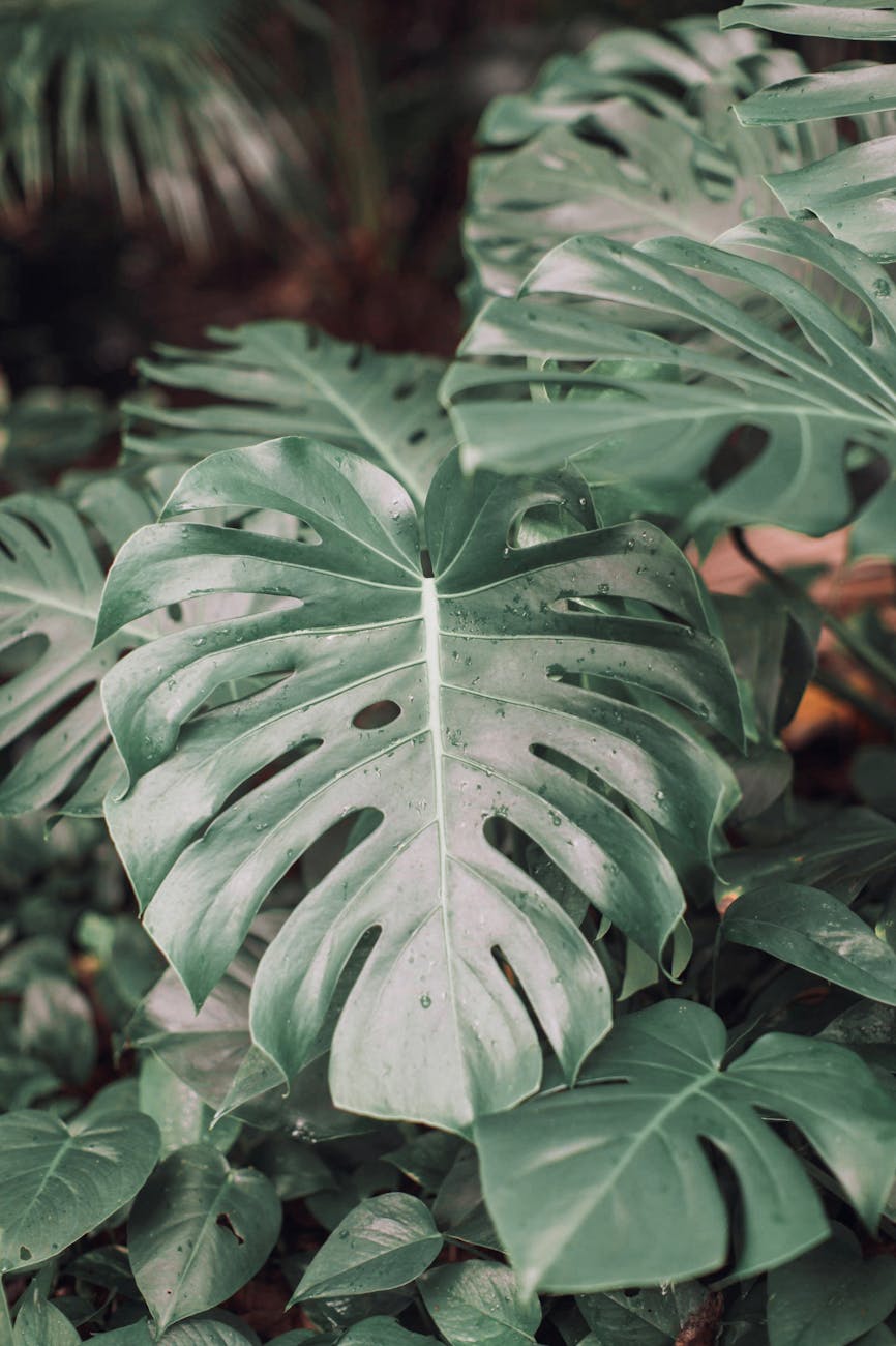 close up photo of swiss cheese plant